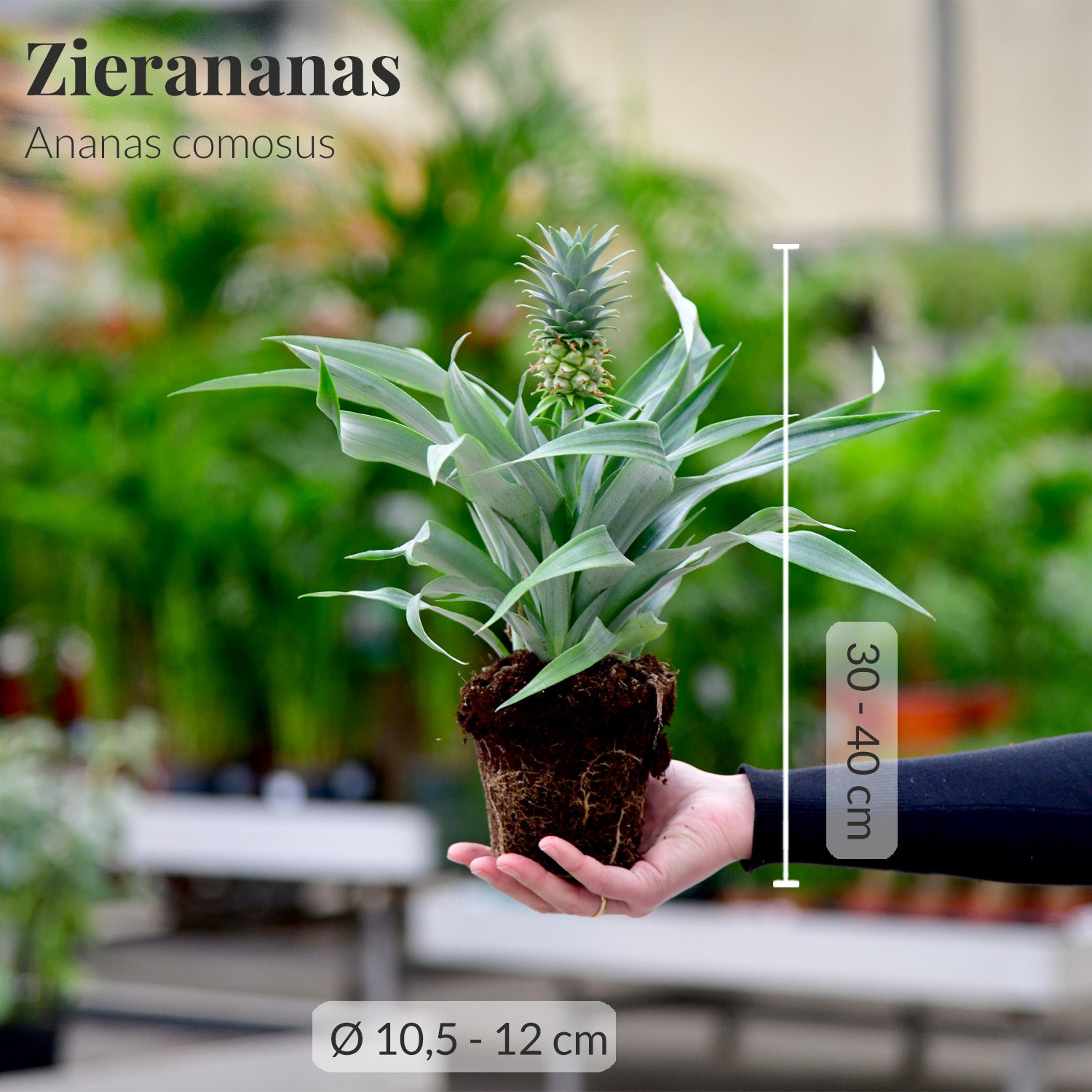 Zierananas/Ananas mit Maßangaben frisch vom Gärtner
