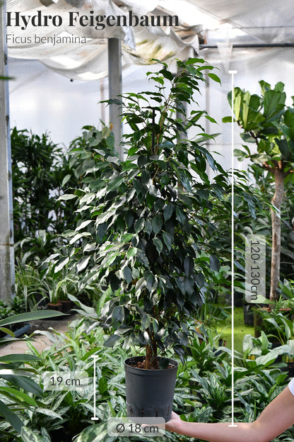 Hydro Kingsize Ficus Benjamina, 110-120cm