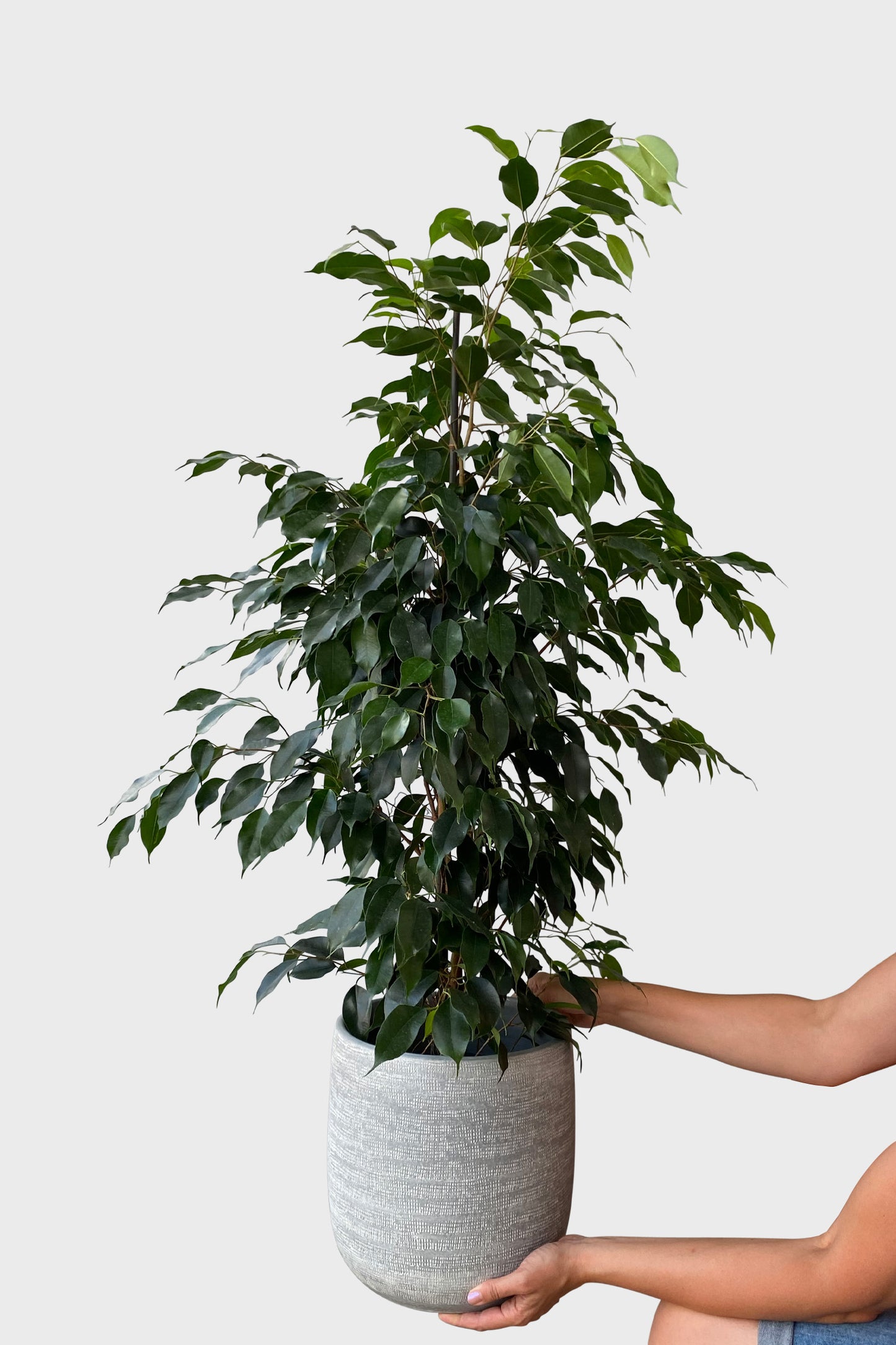 Hydro Kingsize Ficus Benjamina, 110-120cm