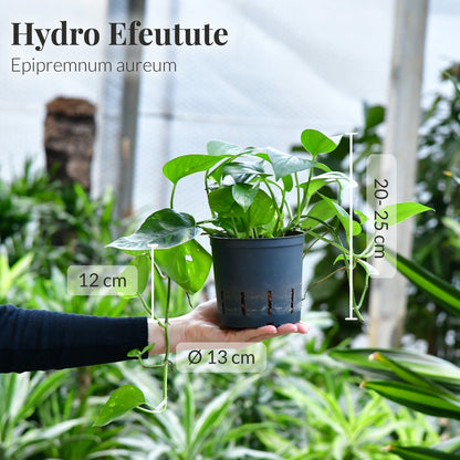 Hydro 3er Pflanzen Set Efeutute