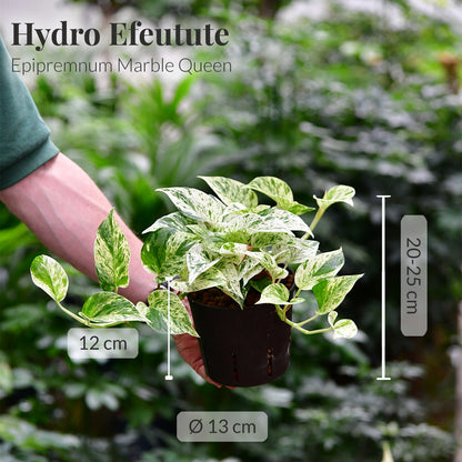 Hydro 3er Pflanzen Set Farn und Efeutute