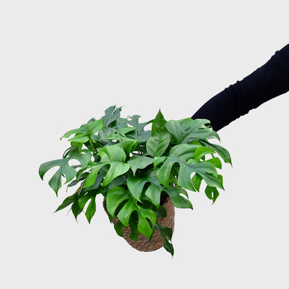 Monstera Minima