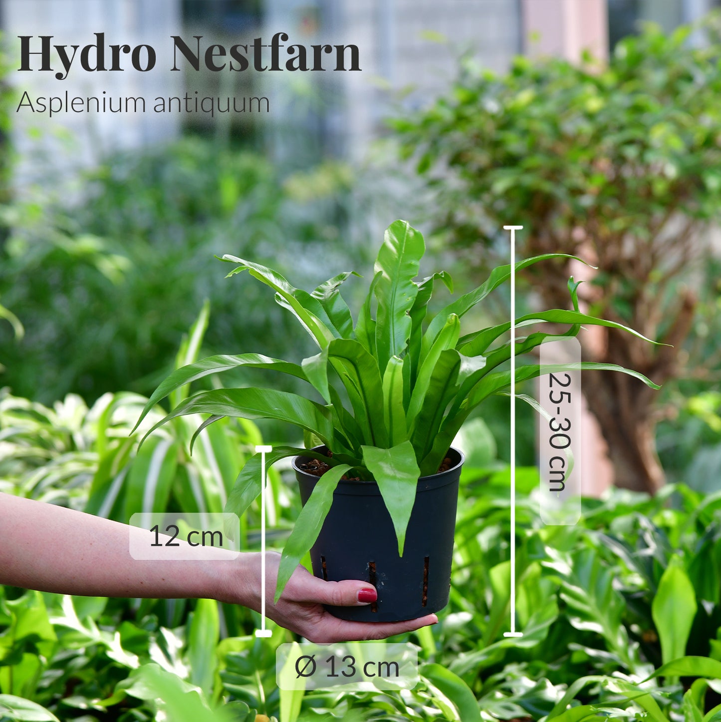 Hydro 3er Pflanzen Set Farn und Efeutute