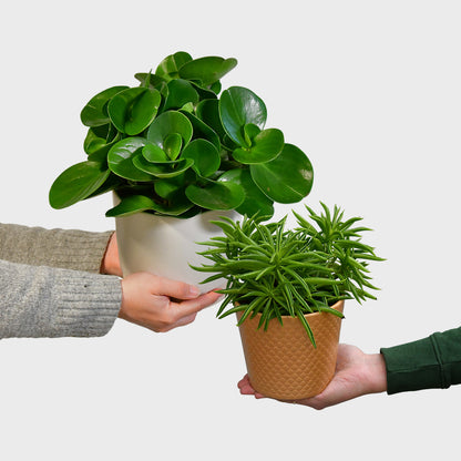 Peperomia Pärchen