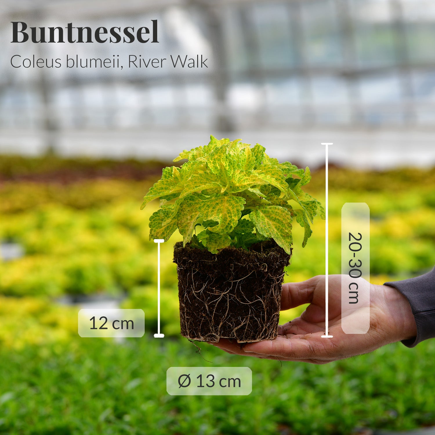 Buntnessel Samen – 300 Stück, Zimmerpflanze, Balkon Deko, Topfpflanze, Exotisch, Für Hochbeet, Garten, Bonsai, Farbenfroh, Pflegeleicht
