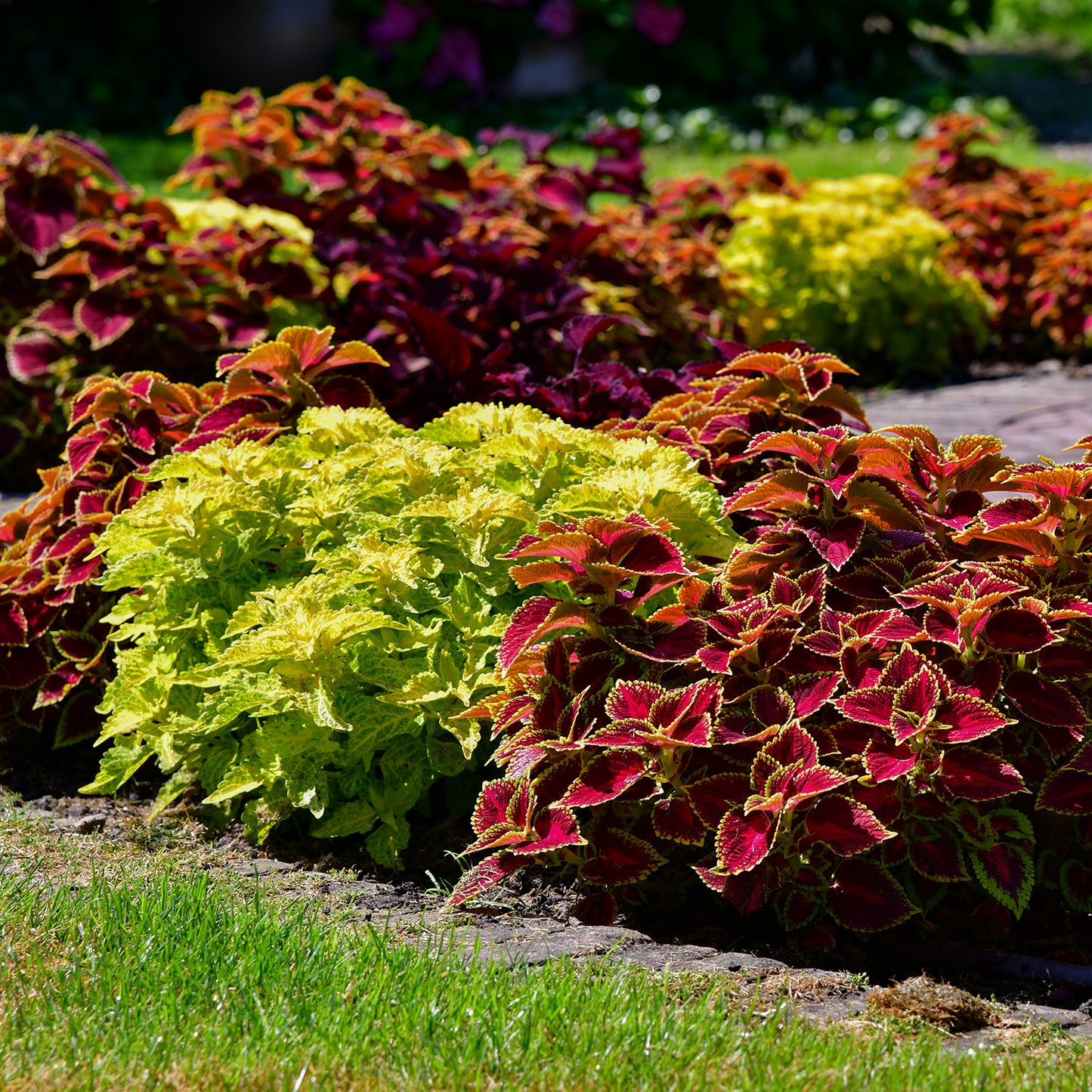 Freaky Coleus Jungle