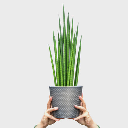 Bogenhanf Cylindrica