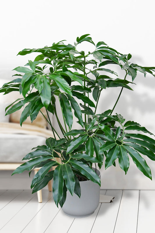 XXL Philodendron Fun Bun 130-140cm