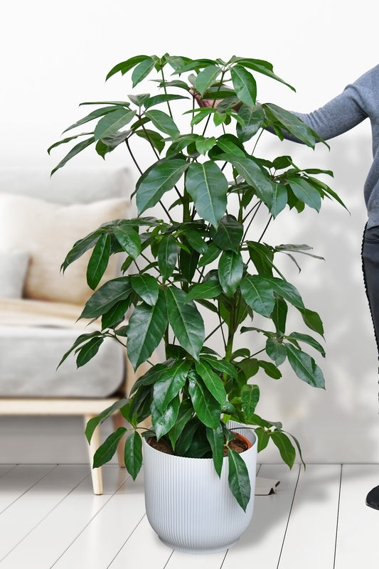 Hydro XXL Schefflera Amate, 140-160cm