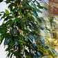 HYDRO SET XL BÜROPFLANZE Ficus Benjamina mit klassischer Vase, 160-170cm