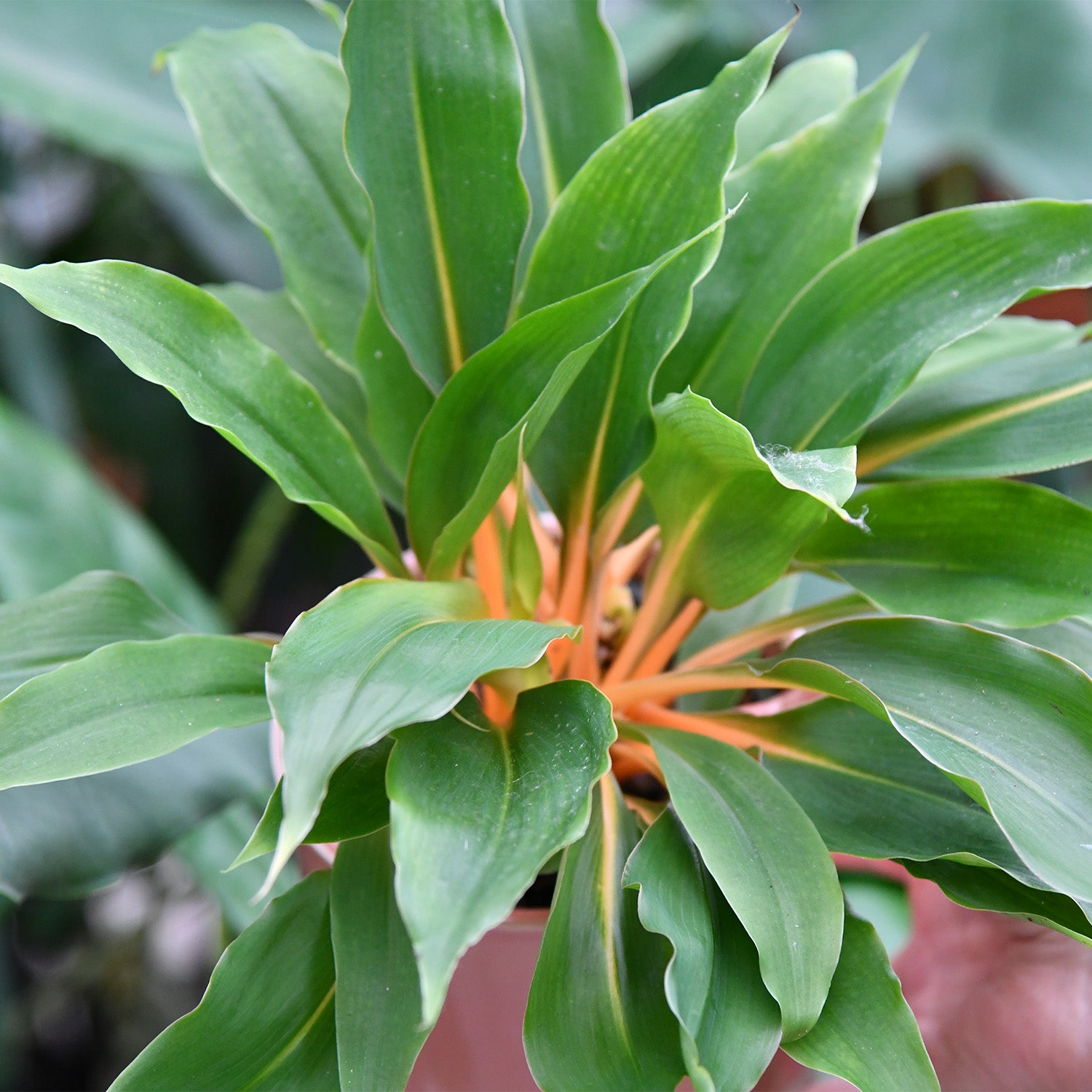 Aufsicht auf Pflanze, Chlorophytum Fire Flash