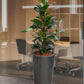 HYDRO SET XL BÜROPFLANZE Afrikanischer Feigenbaum mit klassischer Vase, 160-170cm