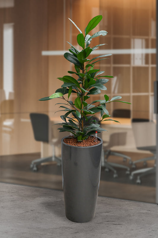 HYDRO SET XL Büropflanze Afrikanischer Feigenbaum mit klassischer Vase