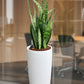 HYDRO SET XL BÜROPFLANZE Bogenhanf mit klassischer Vase, 120-130cm