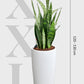 HYDRO SET XL BÜROPFLANZE Bogenhanf mit klassischer Vase, 120-130cm