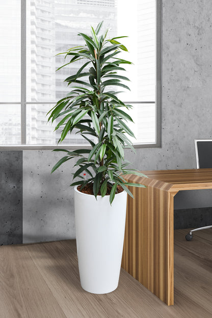 Hydro Kingsize langblättriger Ficus 110-120cm