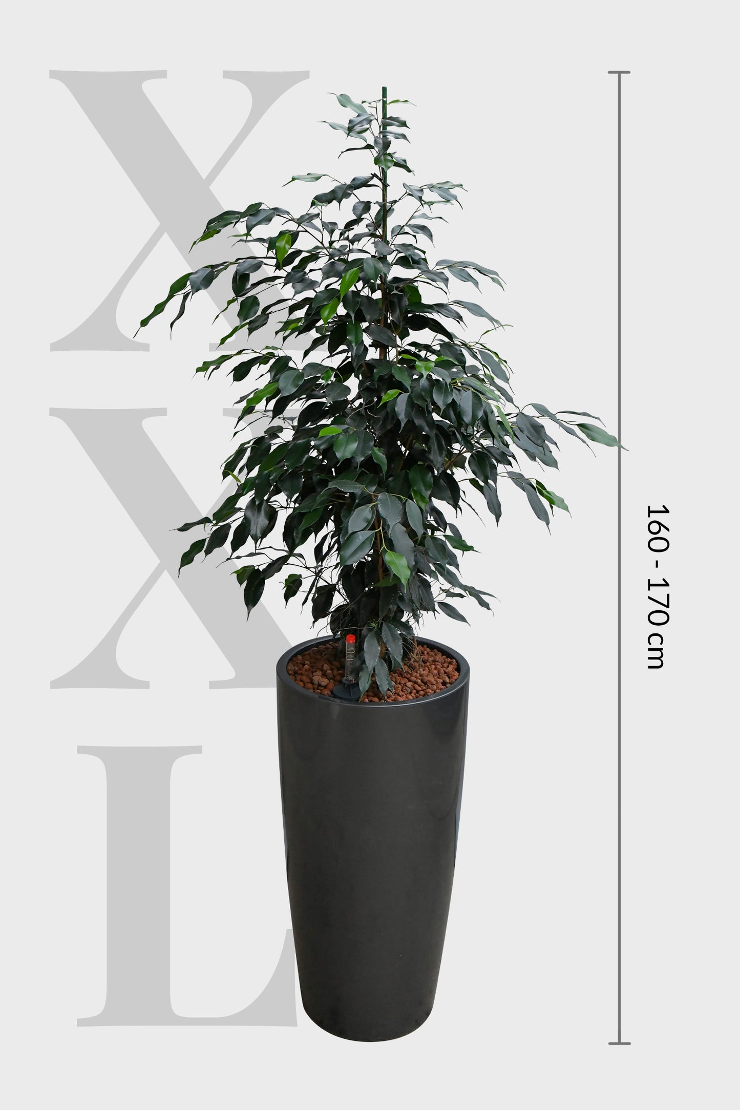 HYDRO SET XL BÜROPFLANZE Ficus Benjamina mit klassischer Vase, 160-170cm