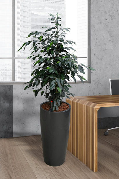 Hydro Kingsize Ficus Benjamina, 110-120cm