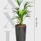 HYDRO SET XL BÜROPFLANZE Kentia Palme mit klassischer Vase, 160-170cm