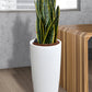 HYDRO SET XL BÜROPFLANZE Sansevieria mit klassischer Vase, 120-130cm