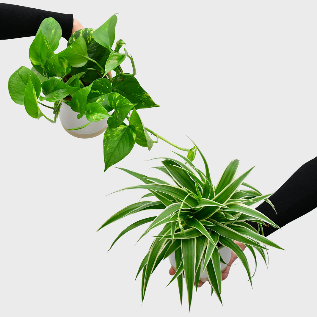Green Me Up Dein grüner Online Shop