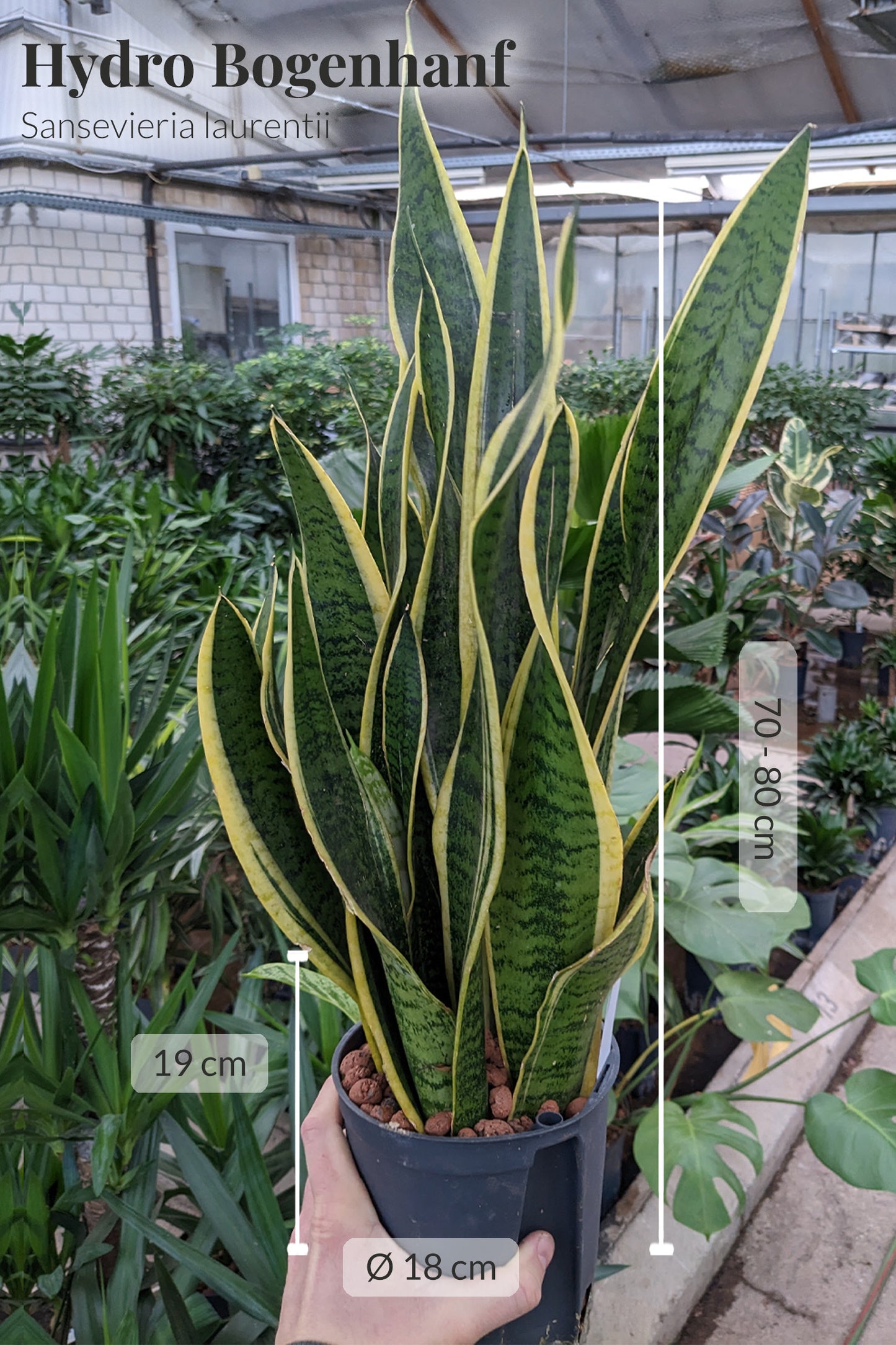 HYDRO SET XL BÜROPFLANZE Sansevieria mit klassischer Vase, 120-130cm