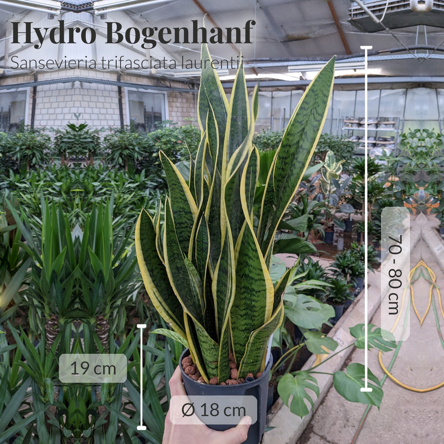 Hydro Kingsize Sansevieria Laurentii, 70-80cm