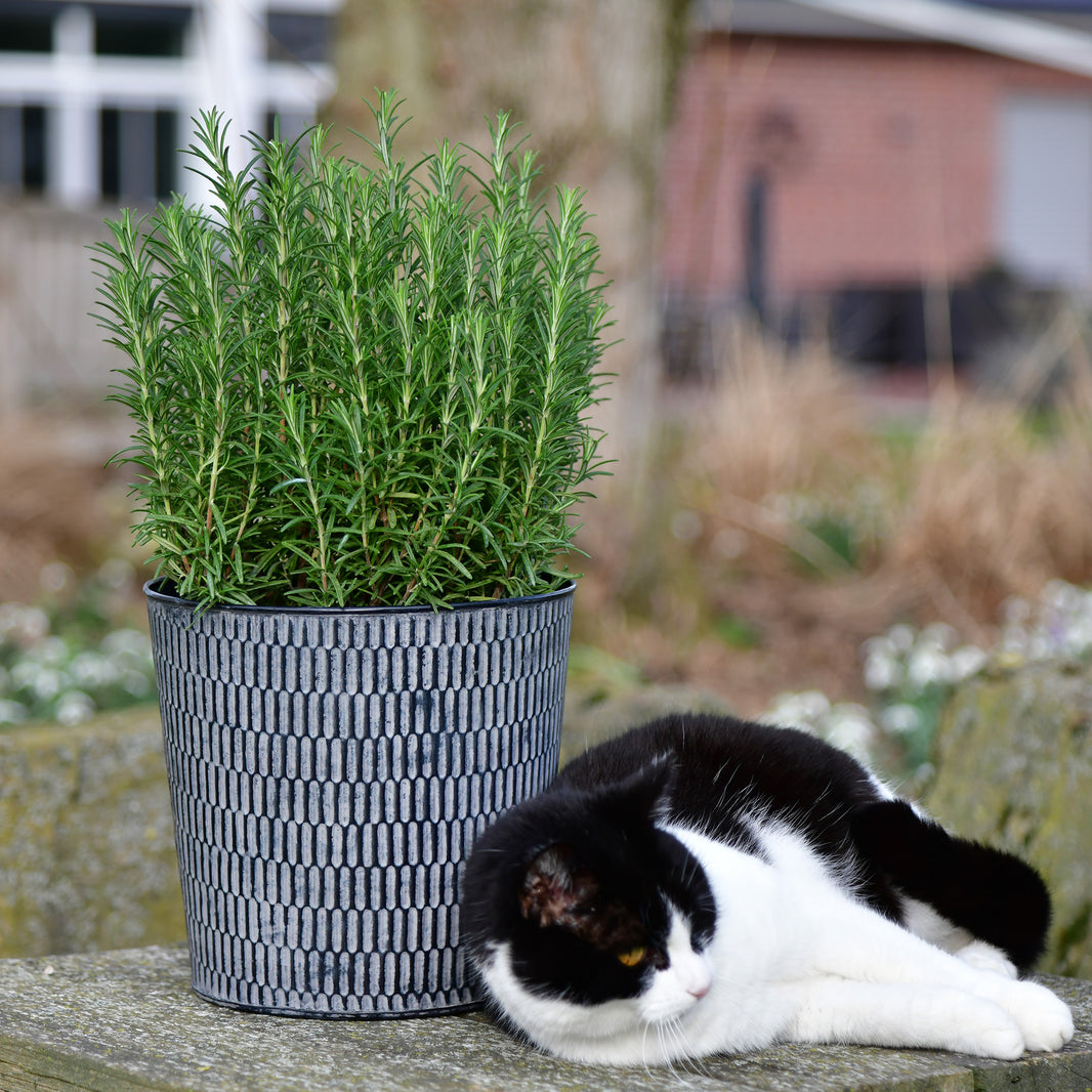 Ungiftige Balkonpflanzen Fur Katzen Winterhart