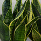 HYDRO SET XL BÜROPFLANZE Sansevieria mit klassischer Vase, 120-130cm