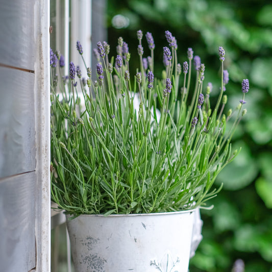 Blauer Lavendel Busch