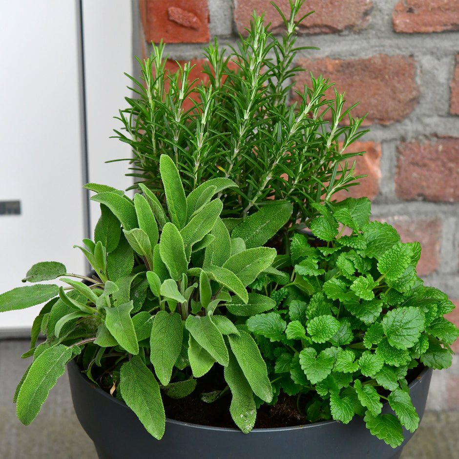 Kräuter für deinen Balkon – Green Me Up