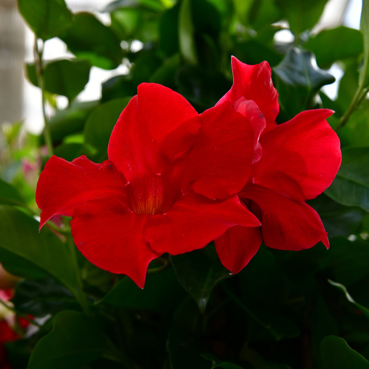 Mandevilla Roja