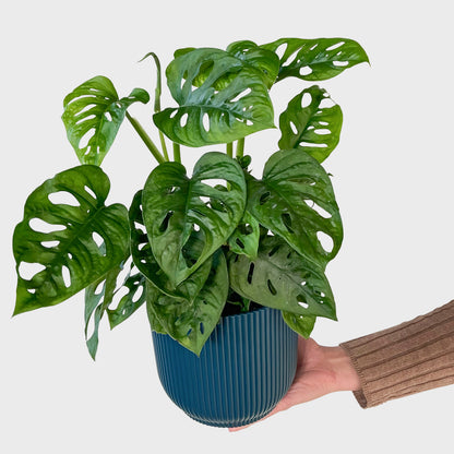 Monstera Monkey Face