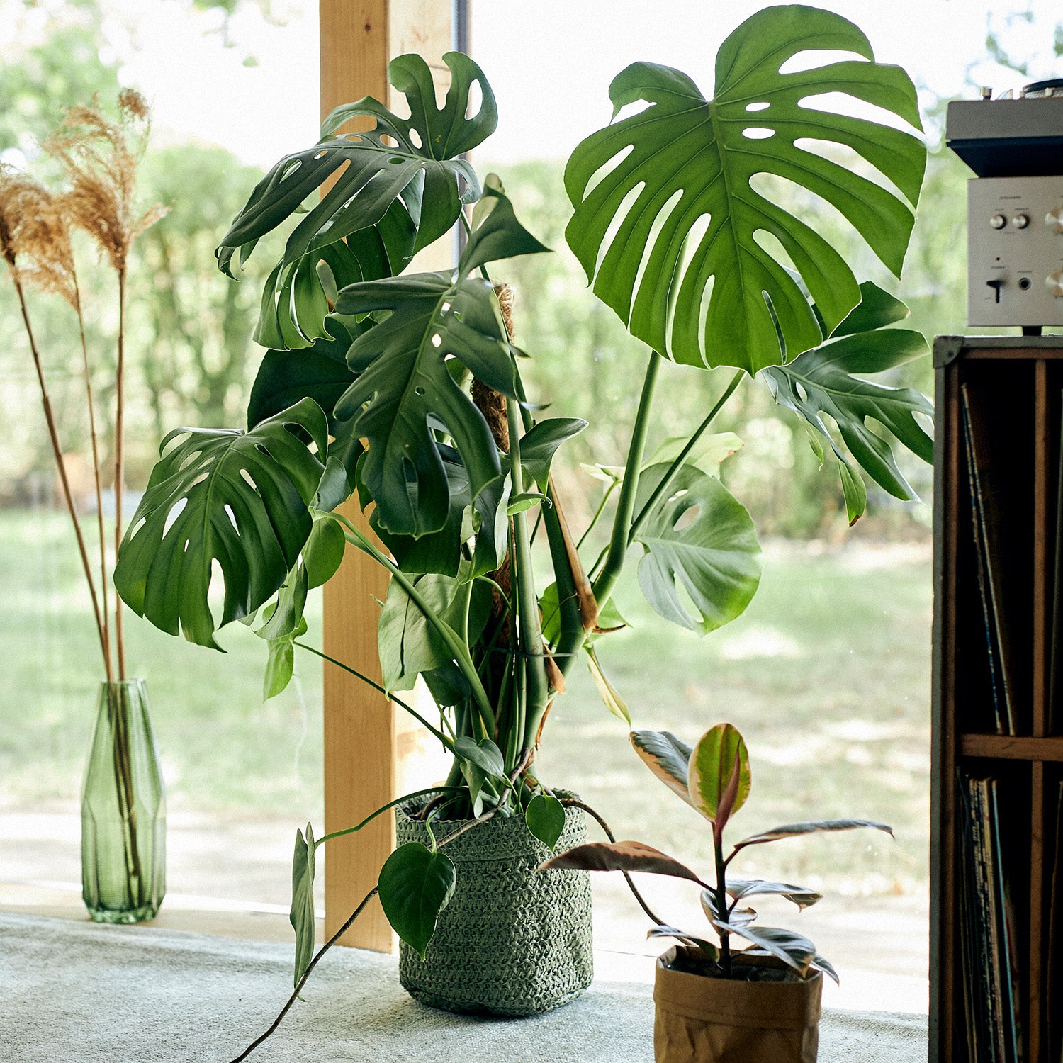 Monstera Pflanze mit Übertopf store natürlich