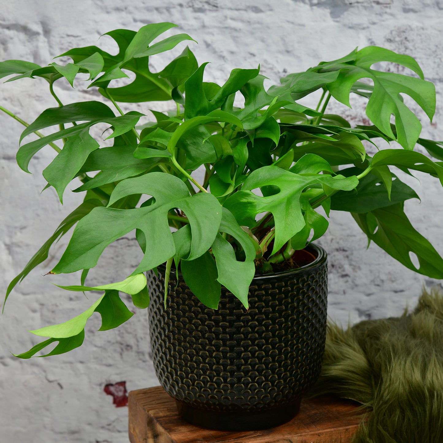 Monstera Minima