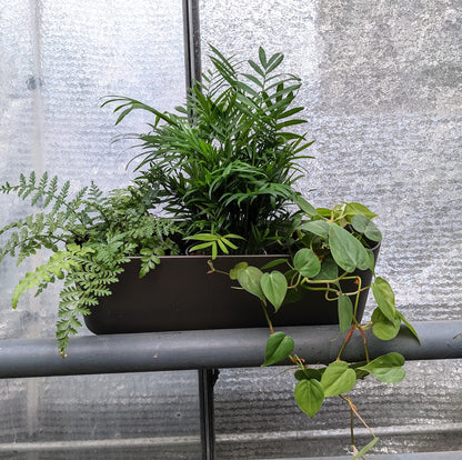 Hydro 3er Pflanzen Set Bergpalme & Co