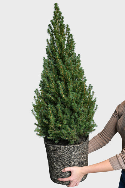 Großer Weihnachtsbaum mit Wurzelballen, 100-110cm