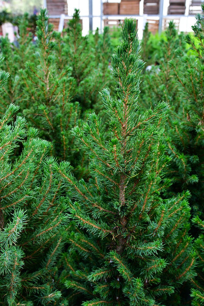 Großer Weihnachtsbaum mit Wurzelballen, 100-110cm