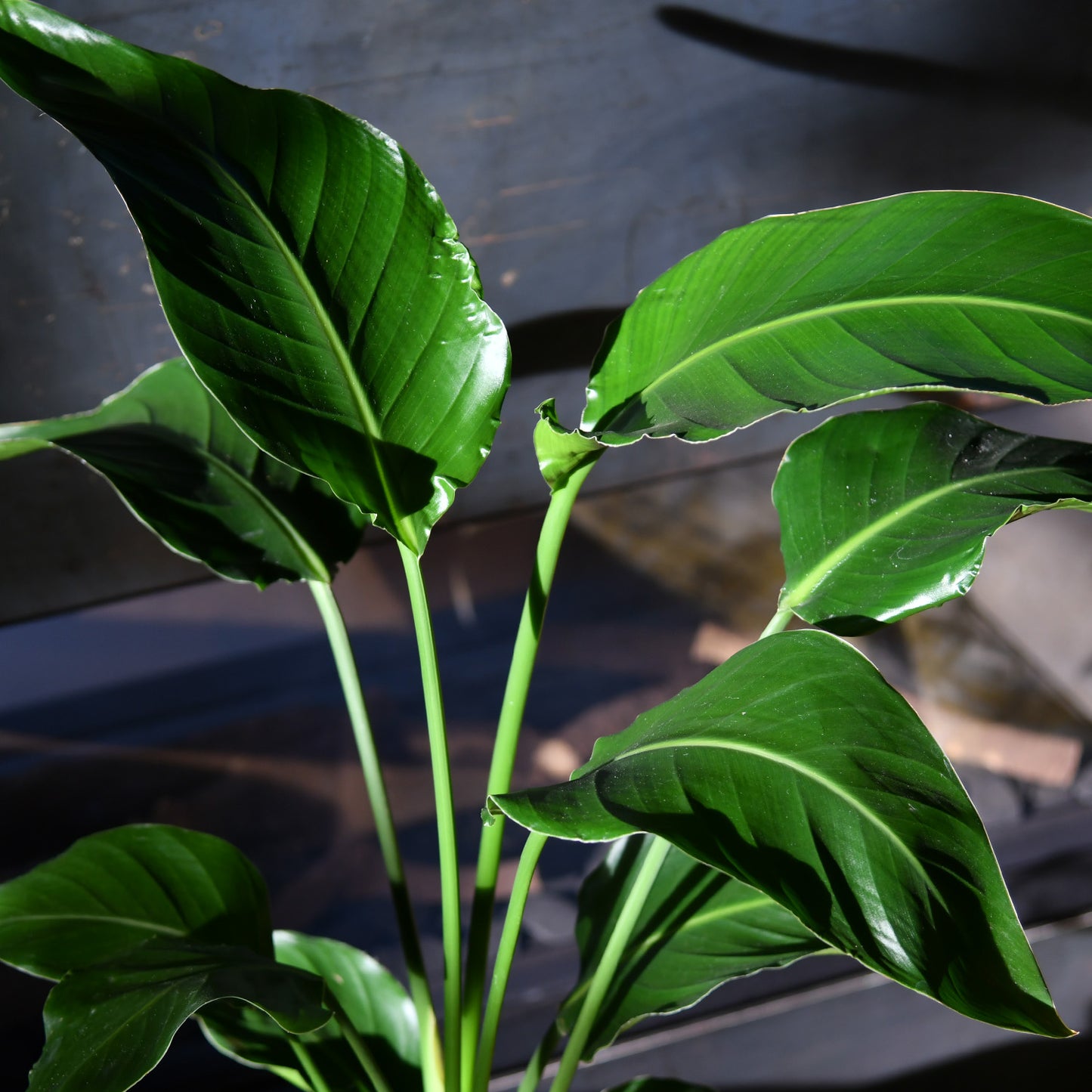 GREEN WEEK 4er Box trendige Einsteigerpflanzen