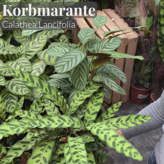 Video direkt vom Gärtner: Calathea Lancifolia