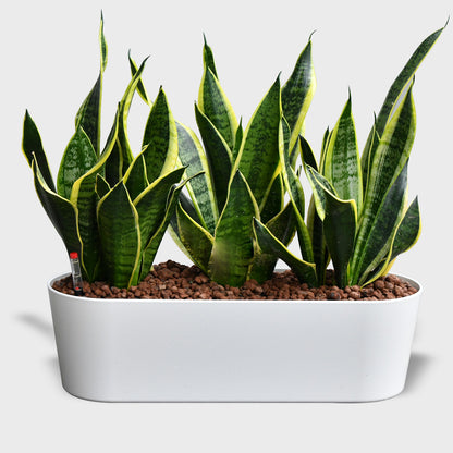 Hydro Büropflanzen Set Sideboard Sansevieria